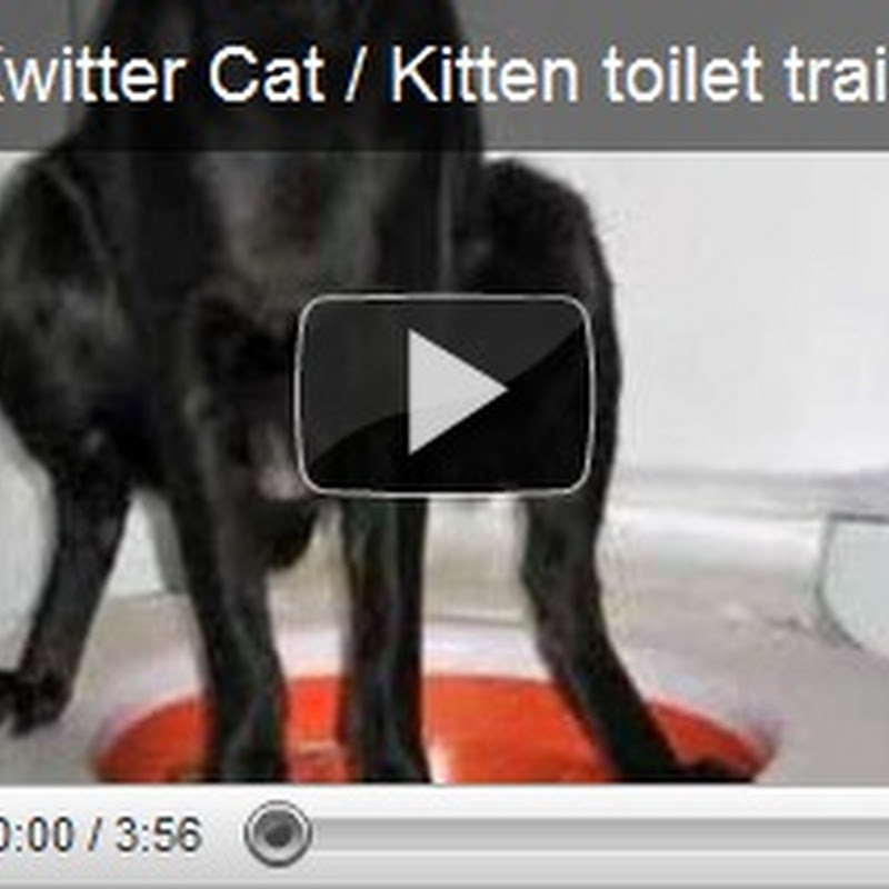 How To Train Cats To Use Litter Box Cat Lover Cat Training